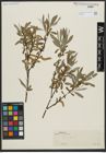 Foto von Salix alba L.